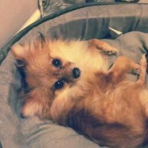 Meet your Posher, Steph